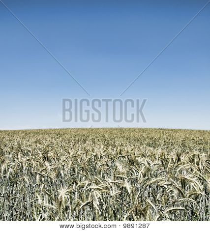 Wheatfield