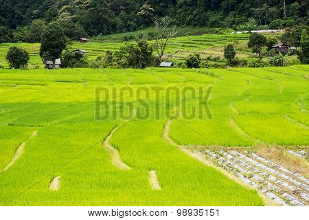Terraced rice fields in Ban Mae Klang Luang Chiangmai ,Thailand.