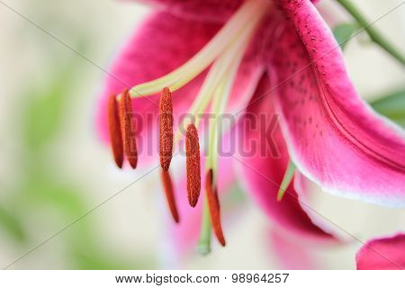 red lily flower