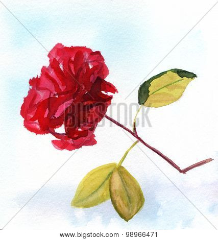 A red rose on a branch against a blurred natural background, watercolour drawing