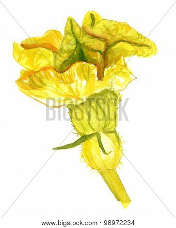 Watercolour drawing of a pumpkin flower on white background