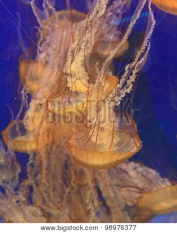 Pacific sea nettle jellyfish, Chrysaora fuscescens