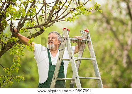 Senior man gardening in his garden (color toned image)