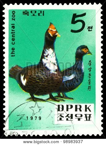 Vintage  Postage Stamp.   Moscovy  Ducks.