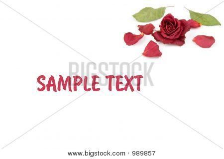 Petali di rosa rossa