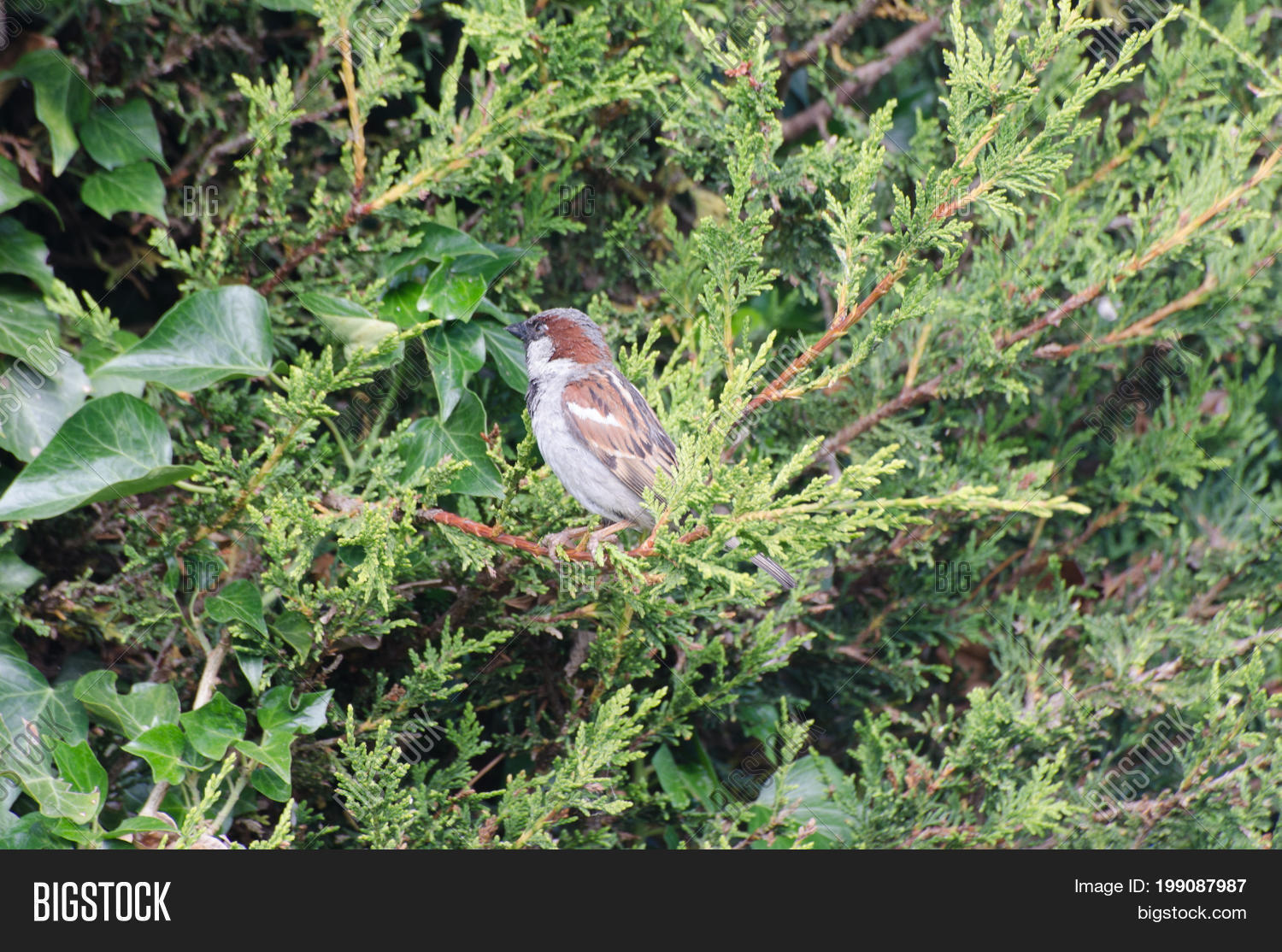 Image Preview