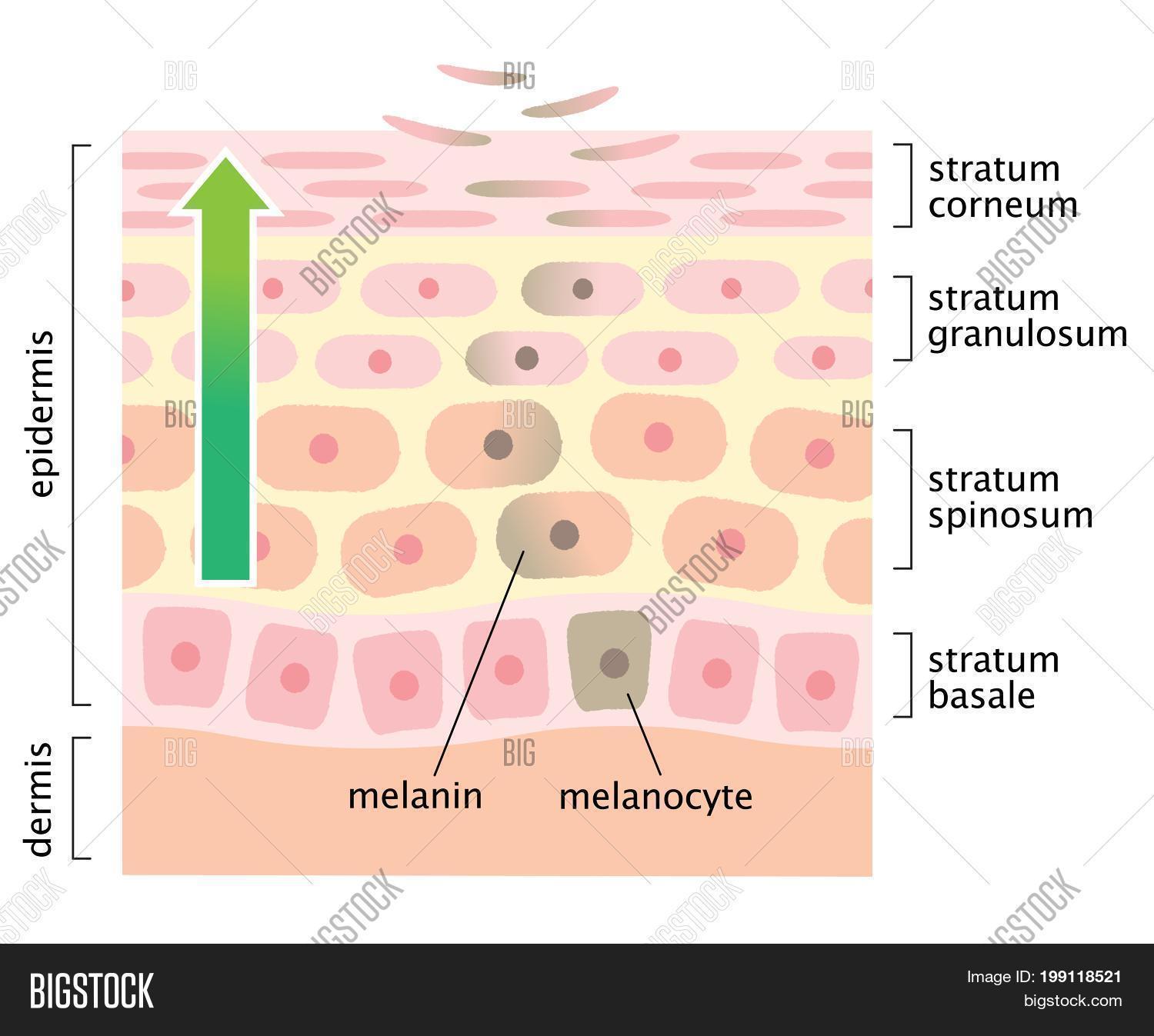 Diagram Skin Turnover Image & Photo (Free Trial) Bigstock