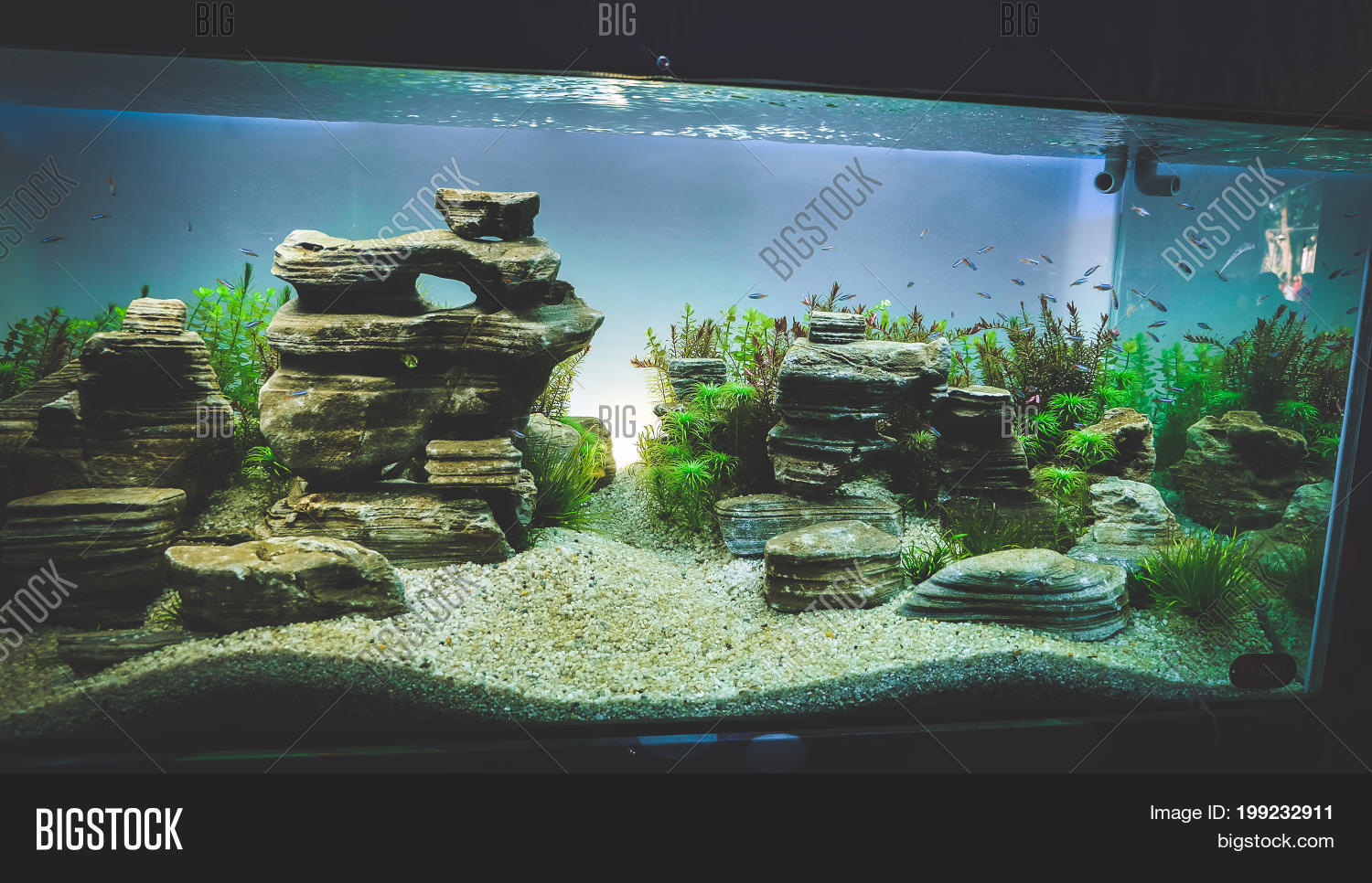 large fish tanks for sale