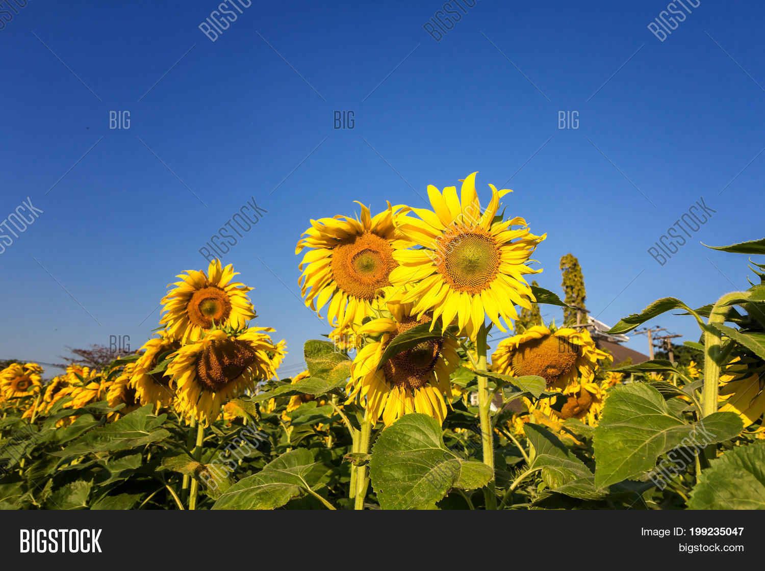 Image Preview
