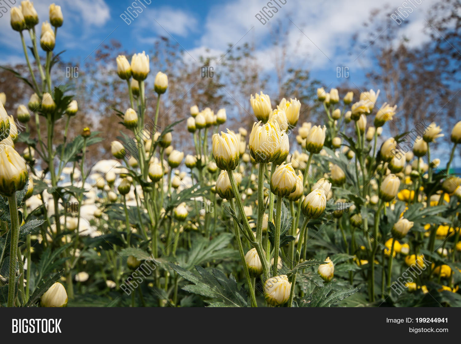 Image Preview