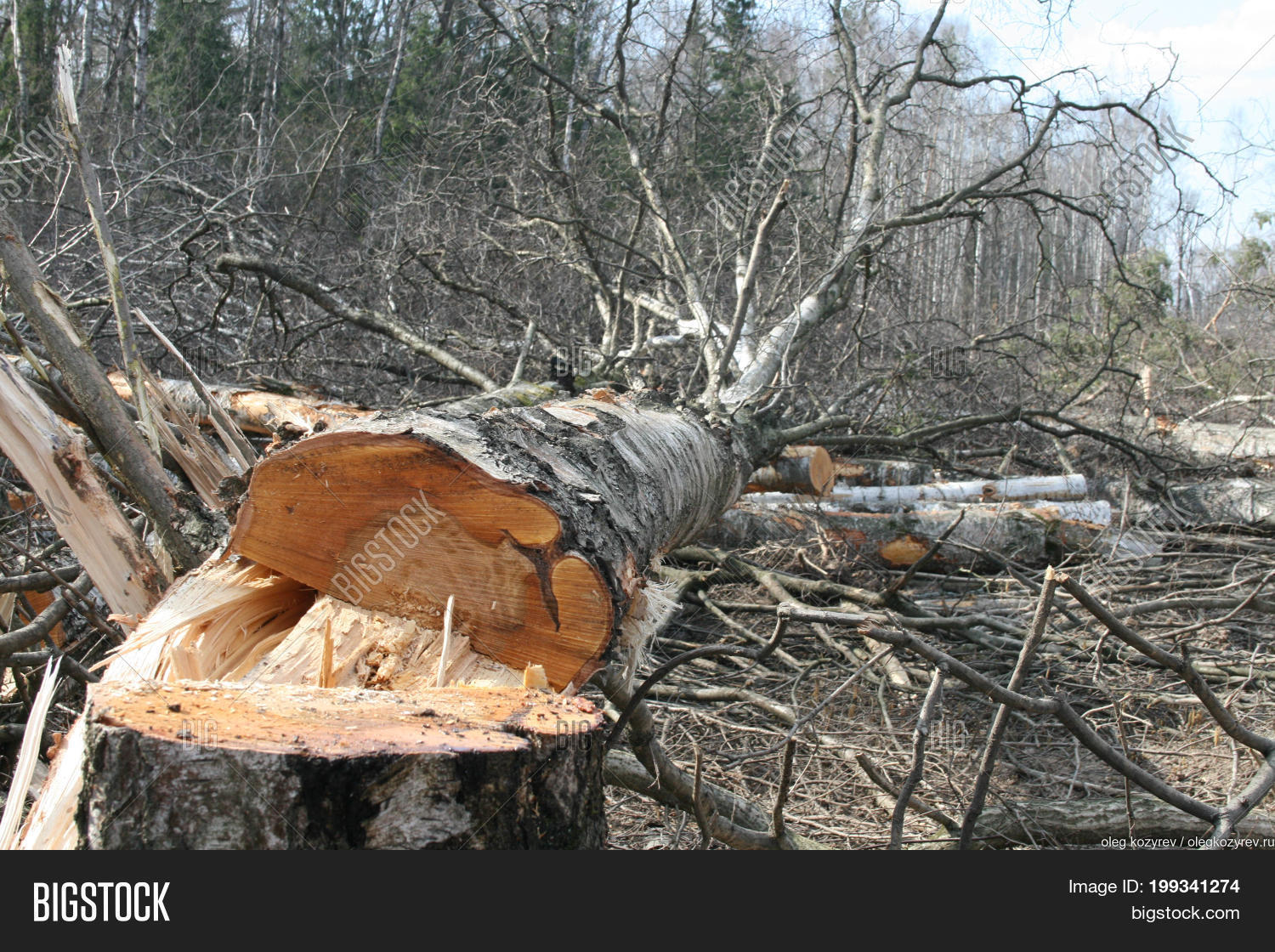 Cut Down Trees Forest Image Photo Free Trial Stock Cut Down Trees In The Forest Ecology And Protection Of Nature Logging