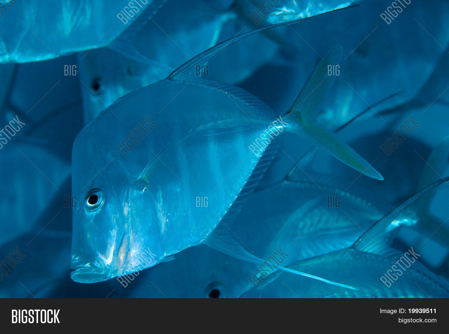 Image Preview