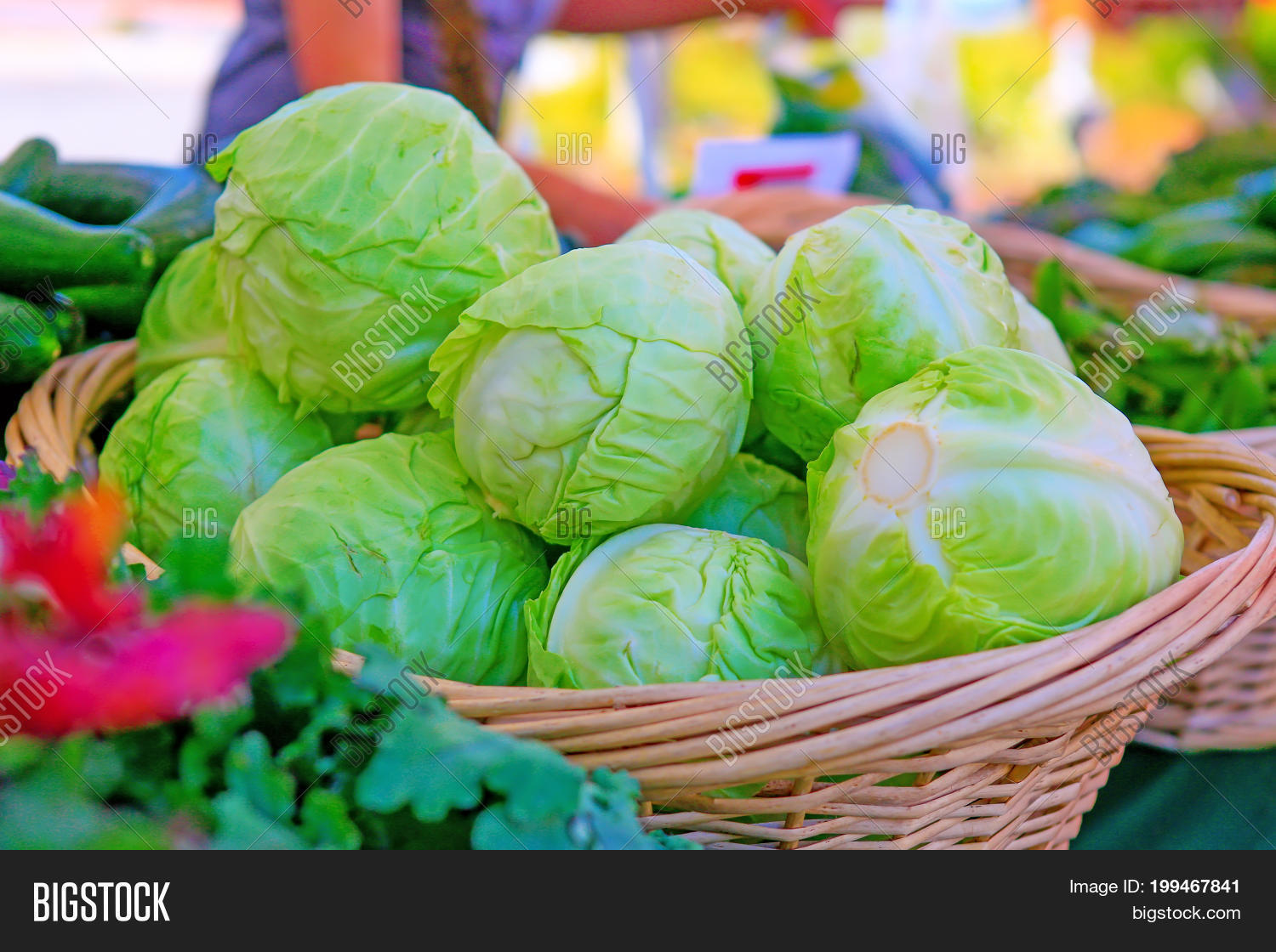 Fresh Organic Cabbage Image & Photo (Free Trial) Bigstock