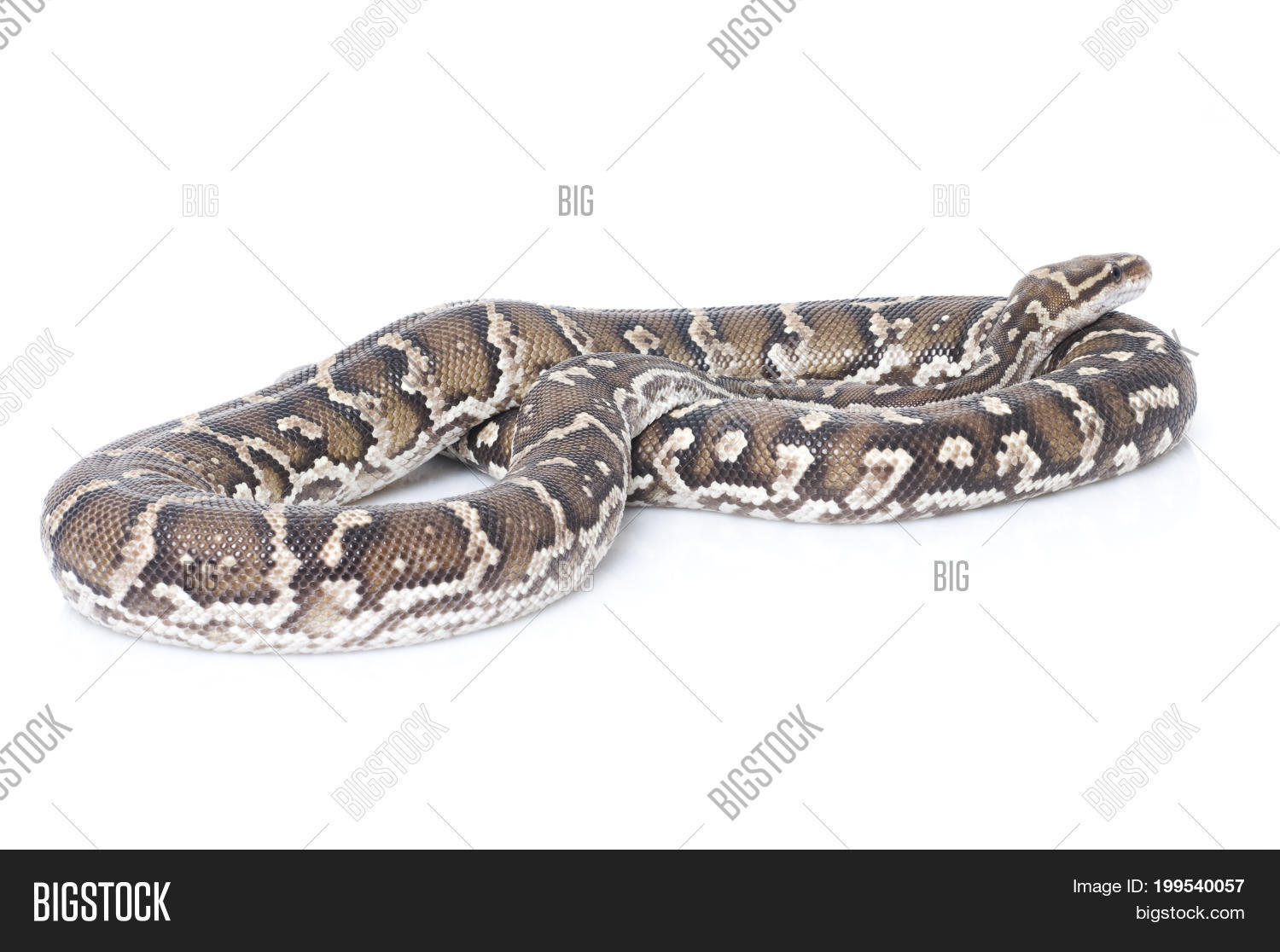 Image Preview