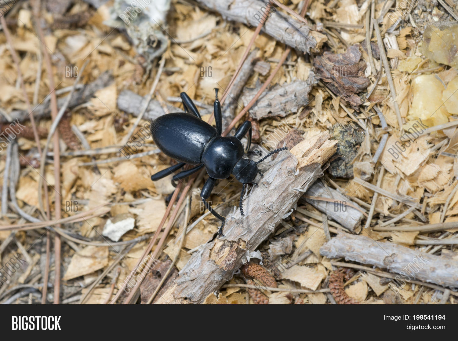 Pinacate Beetle (aka Image & Photo (Free Trial) Bigstock