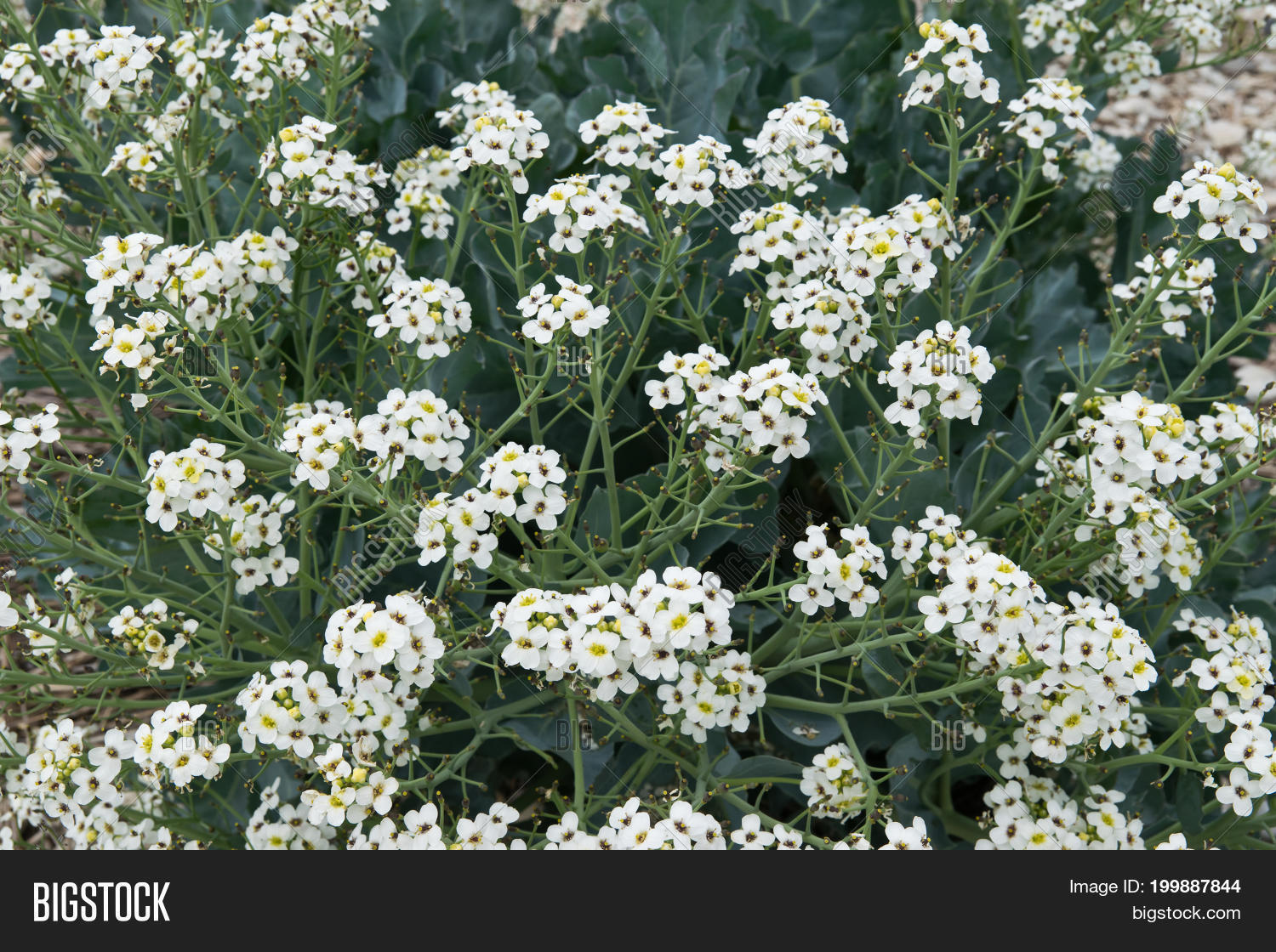 Flowering Sea Kale ( Image & Photo (Free Trial) Bigstock