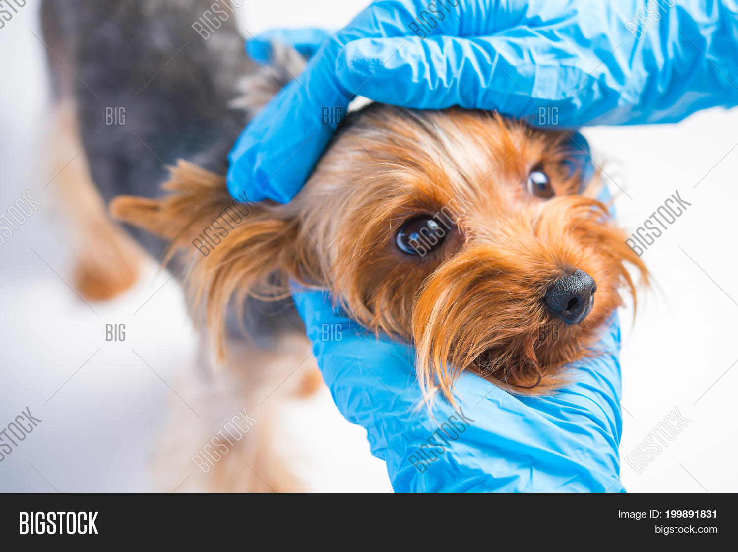 Image Preview