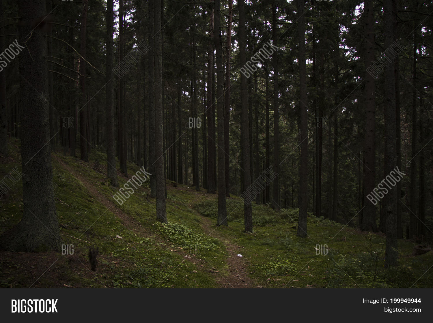 Image Preview