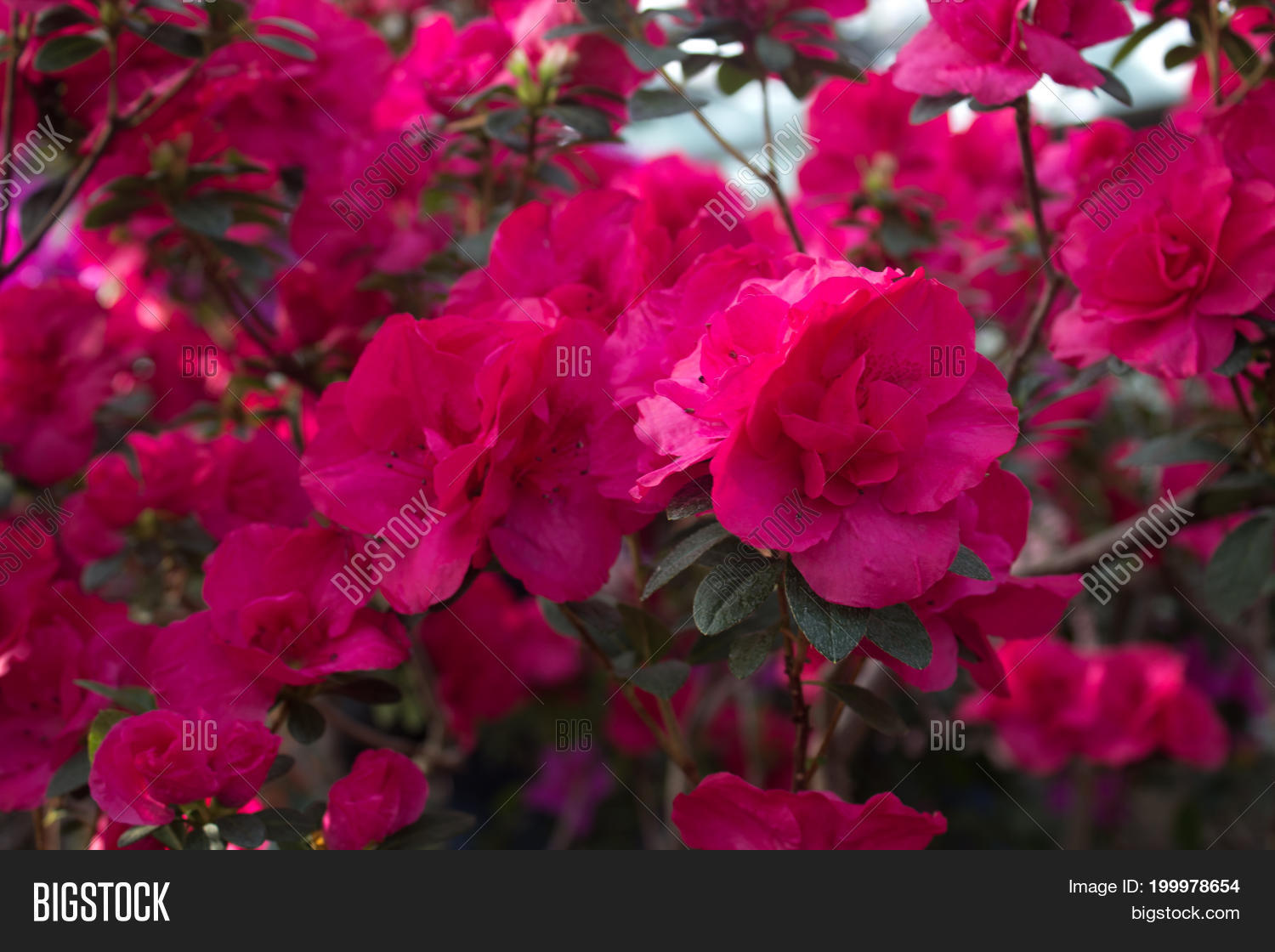 Image Preview