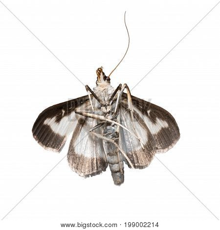 Dead cydalima perspectalis Boxwood butterfly
isolated on white