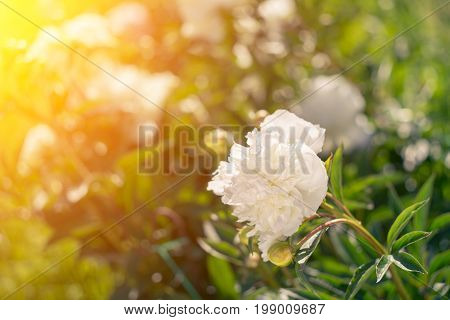 Beautiful White Peonies On A Sunny Green Bokeh Background.
