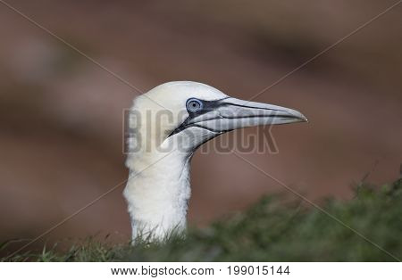 The northern gannet on the island of Helgoland, Germany