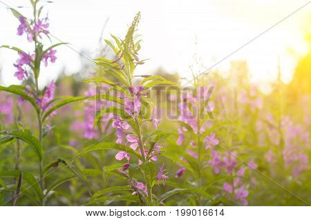 Willow Herb Ivan Tea In The Warm Summer Light.