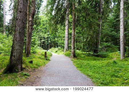Hiking Path Through The Forest