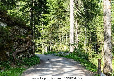 Hiking Path Through The Forest