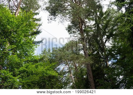 forest in summertime at daylight in flims switzerland