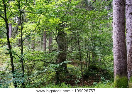 forest in summertime at daylight in flims switzerland