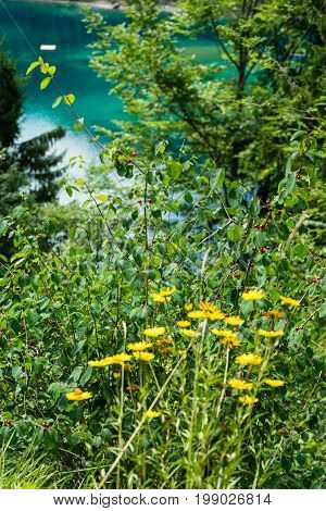 yellow flower blooming in front of alpine lake in flims