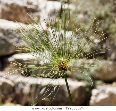 Head of Cyperus papyrus against a background of large stones