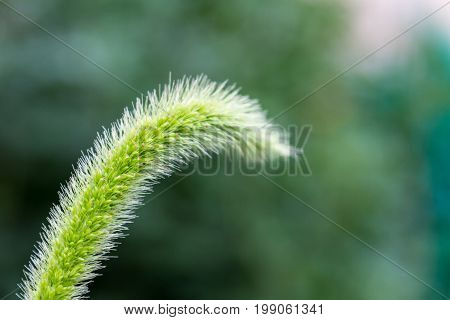 Bristle Green Genus Of Annual Plants