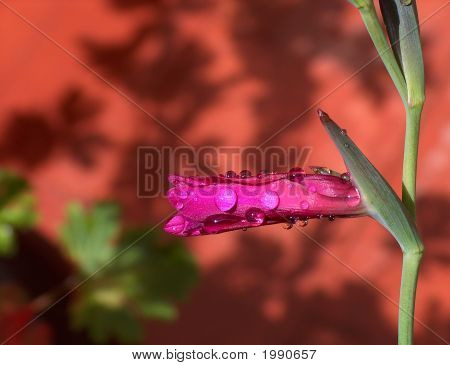 Uma flor-de-rosa