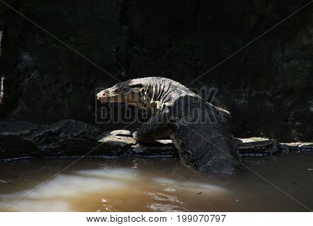 Little Komodo Dragon in a Lake Water in Ragunan Zoo, Jakarta, Indonesia. Side View.
