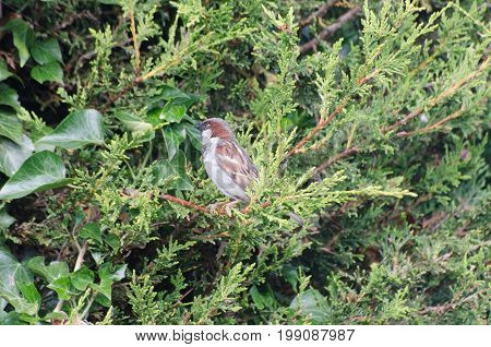 Common House Sparrow in conifer tree in garden