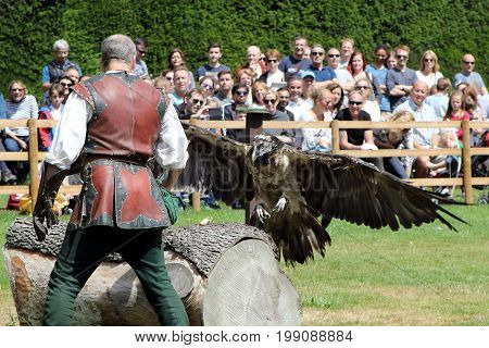 Warwick, Uk - July 22 2017: A Falconer Looks On As His  Bearded Vulture (gypaetus Barbatus), Also Kn