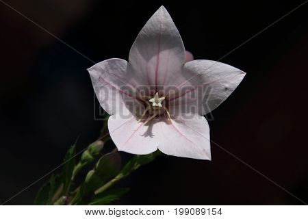 Wild carpathian bellflower Campanula carpatica in a garden meadow in summer
