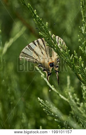 cute Butterfly Podalirio Iphiclides Podalirius on plant