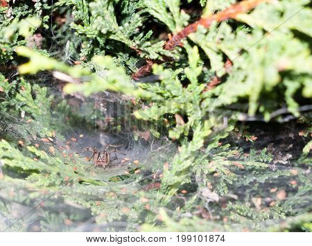Spider (labyrinth Spiders - Agelena Labyrinthica) Inside Deep Web Big Waiting Crouched Predator For