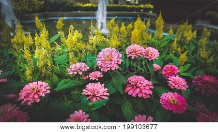 Zinnias are one of the easiest plants to grow, as they grow quickly and bloom heavily. Zinnia flowers make a massive burst of color in your garden, and they attract butterflies.