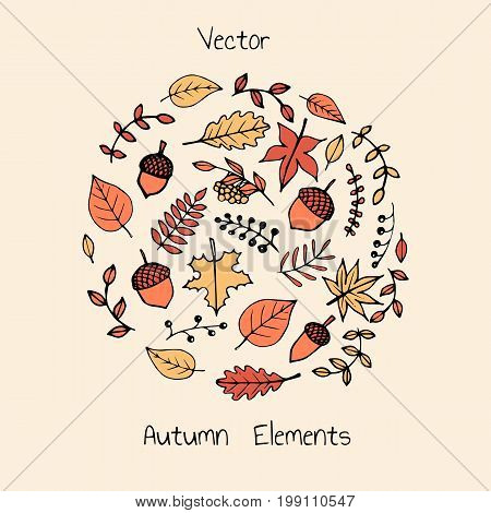 Colorful vector hand drawn set of autumn elements: foliage berries and acorns. Maple sycamore birch beech and oak tree leaves.