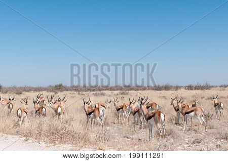 A herd of a springbok Antidorcas marsupialis in Northern Namibia
