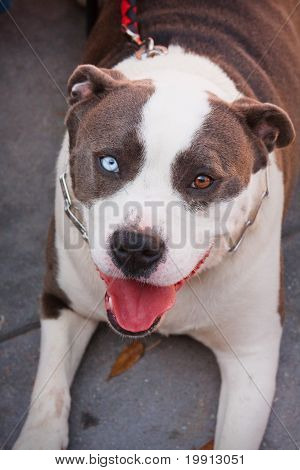 Pit Bull pies