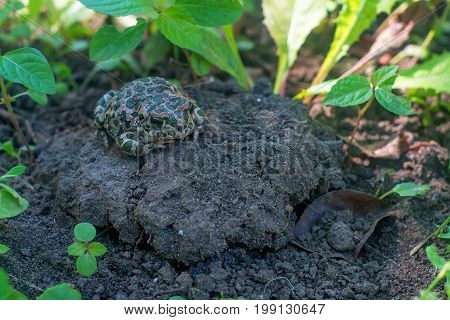 European green toad or Bufo viridis sits on the ground