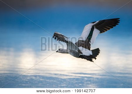 A gull is flying over the surface of the lake. The background is blurred. Sky with clouds are displayed on the surface of the lake.