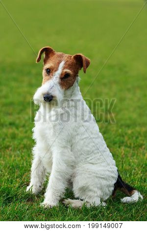 Dog breed Fox terrier sits on a green grass