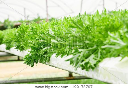 Green Vege Hydroponic farming (hydroponic lettuce farm)