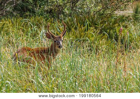 Wild mool deer feeding in high grass North America